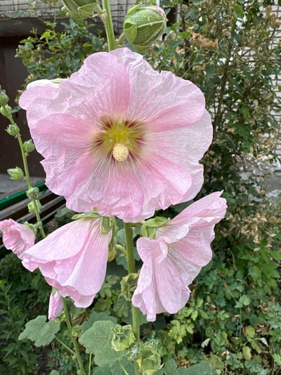 A close-up shot features a large, delicate pink hollyhock flower in the foreground, its petals unfurling with fine, translucent veins. A central stamen cluster, a pale yellow, is visible in the heart of the bloom. Below this main flower, two other partially open pink hollyhock buds hang downwards, their delicate petals also showcasing prominent veining. The plant's green stem and leaves are visible, with a few unopened buds higher up the stalk. The background is a soft blur of green foliage and a textured, light-colored building wall, suggesting an outdoor urban setting, possibly in Biysk, Russia. The lighting is natural, casting a gentle glow on the flowers.