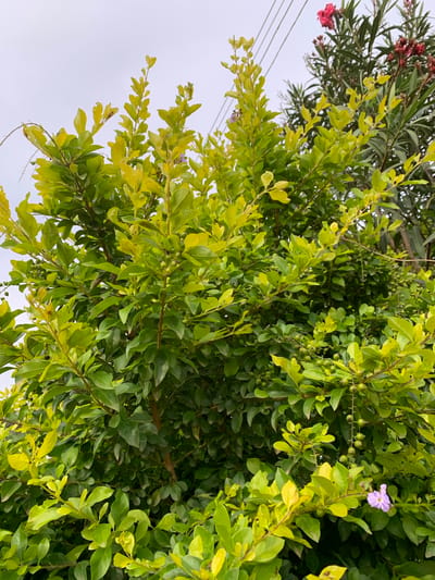 This is a close-up, top-down shot of lush green foliage, likely a tree or shrub, with some branches reaching towards a cloudy sky. The leaves are predominantly a vibrant green, with some exhibiting a lighter, yellowish hue, suggesting the presence of new growth or varying light conditions. Scattered throughout the foliage are small, round, green berries. In the upper right quadrant, a delicate, pale purple flower with five petals is visible, adding a subtle touch of color to the scene. To the left, partially obscured by the main foliage, are branches with slender, darker green leaves and small clusters of pink flowers. A few thin electrical wires are also visible in the upper left portion of the image, running horizontally against the pale sky. The lighting suggests it is daytime, possibly overcast given the muted brightness of the sky. The overall impression is of a healthy, growing plant in an outdoor setting, with the presence of wires hinting at a populated or urbanized environment. The context provided places this scene in Kuru Karama, Nigeria.