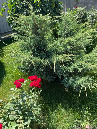 A cluster of vibrant red roses is blooming in the foreground, their petals soft and velvety. Behind them, a large, verdant juniper bush dominates the scene, its branches reaching outwards, creating a lush, natural canopy. The ground is covered in a thick carpet of green grass, dappled with sunlight and shadow. In the background, a gray brick wall and hints of leafy foliage suggest a residential garden setting. The overall impression is one of a peaceful, sun-drenched garden, likely situated in a suburban area of Qoyankus, Kazakhstan.