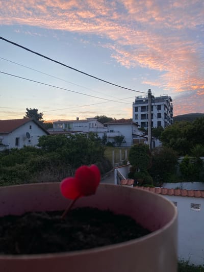 An eye-level, outdoor, long-shot shows a pink cyclamen flower blooming in a pink ceramic pot in the foreground. Behind the flower, the scene slopes downward into the urban area of Kunje, Montenegro, which includes several white buildings of varying sizes and designs, nestled amongst the foliage of green trees. The leftmost building is the tallest building, white with several windows and balconies. Powerlines criss-cross through the open area of the scene. The sky is a gradient of light blue to light yellow, with several wispy, peach-colored clouds covering the upper left. The sky indicates that the time is either at sunrise or sunset. A dark mountain can be seen in the background.