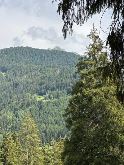 This is a photograph of a densely forested mountain slope, likely taken from an elevated vantage point. The foreground is dominated by the branches and foliage of evergreen trees, partially obscuring the view of the landscape beyond. The middle ground features a vast expanse of dark green coniferous forest covering the mountainside. In the distance, the silhouette of a rugged mountain peak is visible against a cloudy sky. A small clearing with a few lighter-colored trees is visible within the dense forest, breaking up the uniformity of the green. The overall impression is one of natural wilderness, with the presence of coniferous trees suggesting a temperate or alpine environment. The image does not contain any people or man-made structures. Based on the context of "Borgo, Italy," this scene is likely representative of the mountainous terrain surrounding that region.