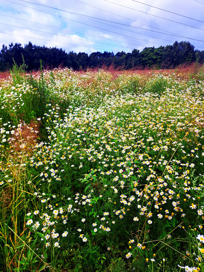 A vast field of white daisies with yellow centers stretches across the frame, dotted with green foliage. In the background, a dark line of trees forms a dense forest against a bright blue sky with white clouds and visible power lines. The image is taken from a low angle, looking up towards the sky and across the field.