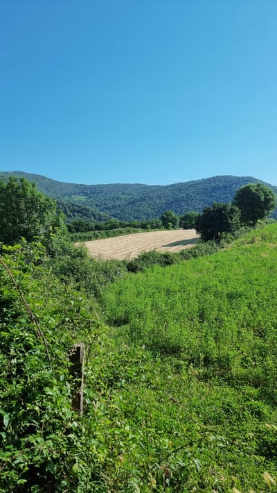 The image depicts a serene rural landscape under a clear blue sky, likely situated in or around Sant Joan les Fonts, Spain, a region known for its natural beauty and volcanic heritage. In the foreground, dense green foliage and a rustic wooden post dominate the left side of the frame, suggesting a slightly overgrown, natural setting.

Midground features a gently sloping field, cultivated with rows of a light-colored crop, possibly hay or wheat, that has been recently harvested or is in its dry, golden phase. This field is bordered by more lush green vegetation. To the right of this field, a couple of mature, dark green trees stand out against the lighter tones of the landscape, casting shadows on the ground.

The background is characterized by rolling hills covered in dense, verdant forests. The terrain rises in layers, with the furthest hills appearing a deeper shade of green and subtly textured, indicative of extensive woodland. The overall impression is one of a peaceful, sun-drenched day in a rural environment, far from urban bustle. There are no people or animals visible in the image. The scene is static and tranquil.