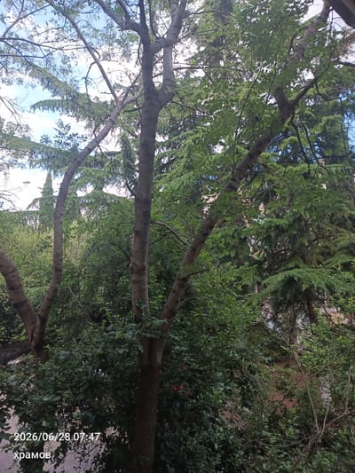 A medium shot captures a dense, leafy forest with several mature trees in the foreground and mid-ground, against a bright sky with scattered clouds. The trees have thick, textured bark and branches covered in abundant green foliage, obscuring much of the background. In the lower left corner, white text reads "2026/06/28 07:47" and "храмов". A blurry hint of a car is visible through the leaves in the bottom left. The overall scene suggests an outdoor natural setting, likely a park or wooded area within the city of Yalta, Ukraine.