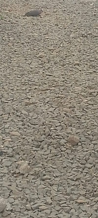 A bird rests on a vast expanse of uniformly sized, angular gravel. The gravel field dominates the scene, composed of various grey hues. The bird, positioned in the upper portion of the image, appears a darker shade of grey, blending with the surrounding environment. The gravel stretches into the horizon, creating a textured, monochromatic landscape.