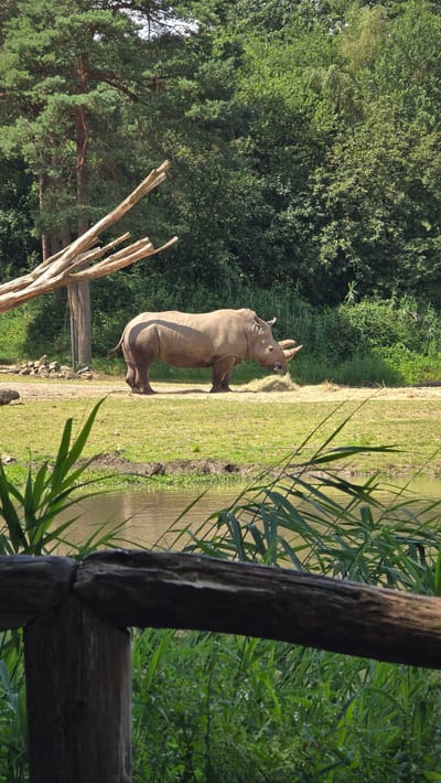 An adult rhinoceros stands in an outdoor enclosure at the Burgers' Zoo in Arnhem, Netherlands. The rhinoceros is light brown, with a large horn on its snout and a smaller horn on its forehead. It is facing to the right, and appears to be eating from a pile of hay. The enclosure is grassy with some trees in the background. A body of water is visible in the foreground, with reeds growing along its edge. A wooden fence is also visible in the foreground. The sky is a clear blue.
