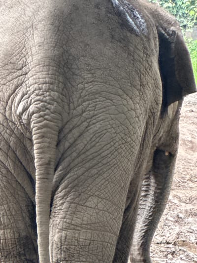 The image shows a close-up view of the rear of an elephant, focusing on its textured gray skin, tail, and part of its ear. The elephant is standing on a muddy surface, with some greenery visible in the background. There is no visible indication of the city of Pudong, China, or any human presence. The scene is a naturalistic depiction of an elephant in its environment.