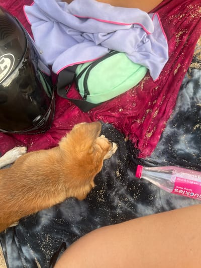 A dog lies on a dark tie-dye patterned blanket next to a person's leg. The dog is a light brown color with white paws. Also on the blanket are a red scarf covered in sand, a light purple towel with pink trim, a light green bag, a black helmet, and a clear plastic water bottle with a pink lid. The bottle has a label with text, some of which reads "nuckles" and "Spring Water". The scene appears to be outdoors, likely at a beach given the sand on the items and the presence of a towel and blanket. The lighting suggests it is daytime.