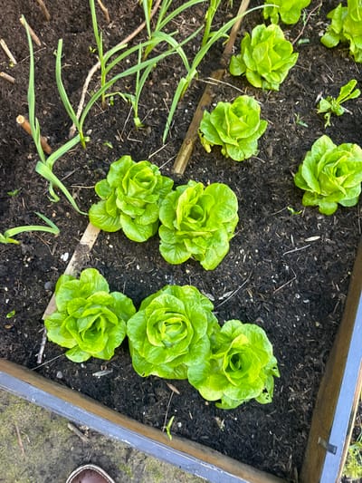 This overhead view captures a section of a raised garden bed situated in Vincennes, France. The bed contains dark, tilled soil with scattered light organic debris. Approximately ten compact heads of vibrant green butterhead lettuce are visible, arranged in clusters across the lower and central areas of the frame. Several slender, upright green shoots, consistent with an allium species such as garlic, are growing primarily in the upper left quadrant. The garden bed is bordered by dark-stained wooden planks, which are visible along the bottom and right edges of the image. A brown shoe with a lighter-colored sole is partially visible in the bottom-left corner, positioned on lighter ground immediately adjacent to the raised bed.