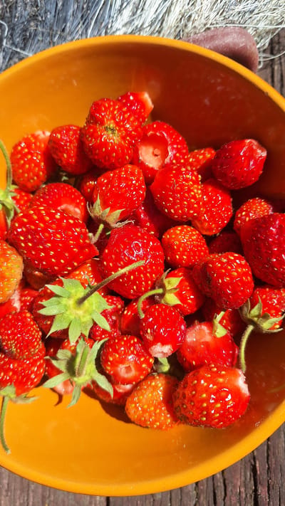 A bright orange bowl is filled with a large quantity of fresh, red strawberries. The strawberries are of various sizes and shapes, with some having their green tops still attached. Many of the strawberries have a slightly glossy appearance, suggesting they are ripe and possibly recently picked. The bowl is placed outdoors on a rustic wooden surface, and in the background, a blurred wire mesh fence can be seen. The overall scene is well-lit, indicating it is daytime and likely sunny.