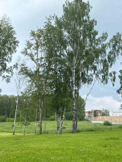 The image captures a serene outdoor scene with a focus on a cluster of birch trees in a grassy field. The trees, predominantly birch with their characteristic white bark and green foliage, are scattered across the frame. Some of the trees are tall and slender, while others are shorter and more mature. The ground is covered in lush green grass, appearing well-maintained.

In the background, beyond the trees, there's a gentle slope leading up to a series of buildings. Two main buildings are visible: one is a red-brick structure with multiple stories and a distinct architectural style, and the other is a longer, lighter-colored building, possibly an apartment complex or administrative building, with numerous windows. Between the buildings and the grassy field, there is a construction site with a large mound of dirt and fencing. The sky is overcast with scattered clouds, suggesting a temperate weather condition.

The image appears to be taken in the city of Berezniki, Russia, specifically in an area where urban development meets a natural landscape. The presence of both residential or administrative buildings and a construction site indicates a developing or transitioning area within the city. There are no people visible in the image, and the scene is static and peaceful, devoid of any overt action or interaction. The overall environment is one of natural beauty juxtaposed with ongoing urban development.
