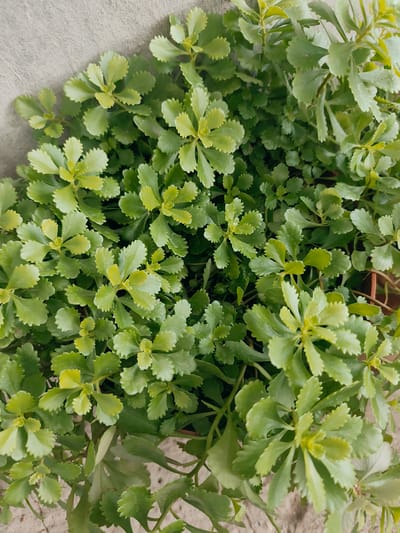 A close-up, overhead shot captures a dense cluster of small, light green succulents with serrated edges on their leaves. The plants are lush and healthy, filling the frame. In the background, a pale, textured surface, possibly concrete, is visible on the left, and a sandy or dusty ground is seen at the bottom. The lighting is soft, highlighting the delicate textures of the leaves. The image provides no information about people, actions, or interactions, and its location in Durlești, Moldova cannot be determined from the visual evidence.