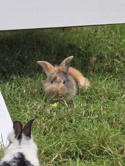 The image shows two rabbits in green grass. One rabbit is primarily brown with grey shading on its head and back. The other rabbit is black and white. The rabbits are near a white surface, possibly a fence or wall. The location is assumed to be Nusa Dua, Indonesia.