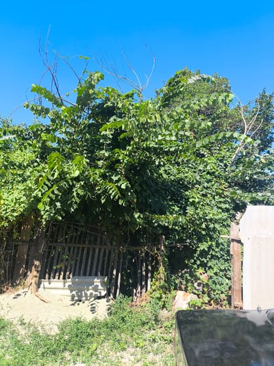 The image depicts an outdoor scene in Малиновка, Kyrgyzstan, under a clear blue sky. In the foreground, a portion of a glossy black object, possibly the hood of a car, is visible. Behind this, a sandy area is covered with sparse green vegetation. A weathered wooden fence runs horizontally across the middle ground. Resting against the fence is a corrugated piece of material, likely asbestos cement, showing signs of age and wear. Behind the fence, a dense canopy of lush green foliage dominates the scene, with several branches extending towards the sky. Some dry, leafless branches are also visible amongst the green leaves. To the right of the foliage, a portion of a light-colored structure, possibly a wall or a large sheet of material, stands vertically. The overall impression is of a backyard or undeveloped area. There are no people or animals present in the image.