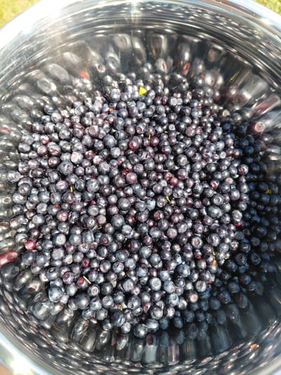 A close-up, overhead shot shows a large quantity of blueberries filling a shiny metal bowl. The blueberries are dark blue to purplish-black and are closely packed together, obscuring the bottom of the bowl in many areas. Some berries show slight red or purple tones, and a few have small green stems or remnants of stems. The metal bowl has a ribbed texture on its interior surface, which reflects the light and the blueberries. The lighting suggests an outdoor setting, possibly under natural sunlight, as indicated by the highlights and shadows on the berries and the bowl. There is no indication of a specific location within the city of Chernyk, Ukraine, or any people or actions occurring in the scene.