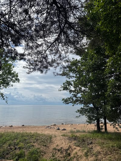 The image depicts a tranquil natural scene at the Komarovo beach in Russia. The foreground is dominated by sandy terrain with patches of green grass and some shrubbery, suggesting a natural, undeveloped area. In the middle ground, a light brown sandy beach stretches along the calm, grey water of the Gulf of Finland. Scattered on the beach are various sizes of round, grey rocks. The water is still, with a subtle ripple on its surface, and it extends to the horizon under a cloudy sky. The upper portion of the image is framed by the silhouettes of trees. On the left, dark, intricate branches of a pine tree crisscross the sky, while on the right, the dense green foliage of deciduous trees provides a stark contrast. The overall atmosphere is one of peaceful seclusion, with no people or artificial structures visible.