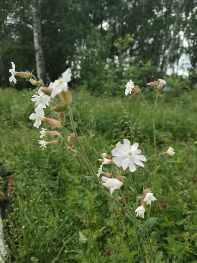 A close-up, eye-level shot captures a cluster of delicate white flowers with thin green stems against a blurred backdrop of a verdant, grassy field and distant trees. The flowers, some fully bloomed and others in bud, are the main subjects. The background suggests a natural, rural environment, potentially the outskirts of the village of Акбердино, Russia, characterized by lush vegetation and deciduous trees. No people or animals are visible. The lighting appears to be natural daylight, creating a soft, diffused illumination.