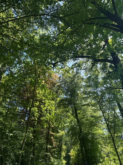 The image depicts a view looking upwards into a dense tree canopy, revealing glimpses of blue sky. The location is Löchgau, Germany, suggested by the foliage and tree species commonly found in the region. The trees exhibit varying shades of green, with a few leaves tinged with brown, suggesting the transition to autumn. The scene is bathed in sunlight, creating a play of light and shadow on the leaves and branches.