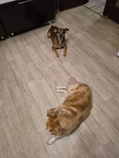 Two dogs are on a light-colored laminate floor. One dog, a small brown and tan breed, is sitting and looking towards the camera with its ears perked. The other dog, a larger golden-colored breed, is lying on its side. The scene appears to be indoors, possibly a home, with dark cabinetry visible in the upper left portion of the image. The lighting is dim. There is no indication of the location being in the city of Nyagan, Russia.