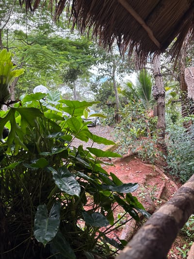 This is a medium shot of a lush, tropical environment with elements of a constructed shelter. In the foreground, a large, leafy plant with heart-shaped, dark green leaves dominates the left side of the frame. The leaves appear wet, suggesting recent rain or watering. Partially obscured behind the plant is what appears to be the white and silver exterior of a motorcycle. Further back, a gravel path curves uphill, with more vegetation and trees lining its sides. A car is parked on the path in the mid-ground.

The right side of the image features a tree trunk with visible roots snaking across the reddish-brown soil. Above this, a portion of a thatched roof is visible, supported by wooden beams, indicating an outdoor shelter or structure. The background reveals a dense canopy of various trees and foliage, typical of a tropical jungle or garden. The lighting suggests an overcast day. The scene conveys a sense of natural beauty and rustic charm, possibly at a resort or a private residence in a tropical setting. The image has no discernible urban or city features beyond the parked vehicles.