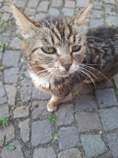 A close-up, overhead shot shows a tabby cat looking upwards. The cat has green eyes, a striped face, and long white whiskers. Its left ear is visible, and it is resting on a cobblestone surface with some sparse green weeds growing between the stones. The lighting suggests it is daytime. The image appears to have been taken outdoors, possibly in a street or garden path.