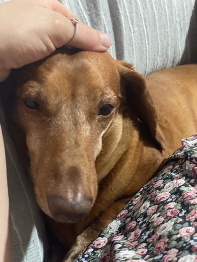 This media file shows a close-up view of a dachshund dog lying down, possibly on a bed or couch, with a hand gently stroking its head. The dog has a reddish-brown coat. A floral patterned fabric, with pink and white roses on a dark background, is draped over the dog's back and neck. The setting appears to be indoors, with a striped textile visible beneath the dog. The hand has a silver ring with a small stone on the index finger. The lighting suggests it could be daytime or evening, with no specific weather cues visible. The overall mood seems peaceful and affectionate, with the dog appearing relaxed and the hand offering comfort. No text is visible in the image. The location context is La Línea de la Concepción, Spain.