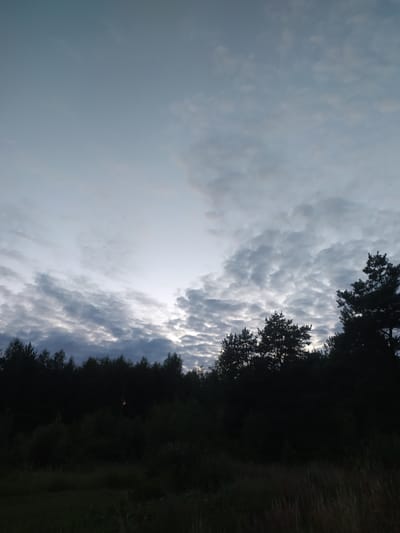The image shows a dark forest line against a cloudy sky. The sky is a pale blue with streaks of gray clouds, some of which are illuminated from below by an unseen light source. The trees in the foreground are silhouetted against the sky, their dark forms creating a stark contrast. The lower portion of the image is very dark, showing the dense foliage of the forest and some tall grasses in the very bottom foreground. There are no people or animals visible in the image, and no specific landmarks are identifiable to pinpoint a location within Poznan, Ukraine.