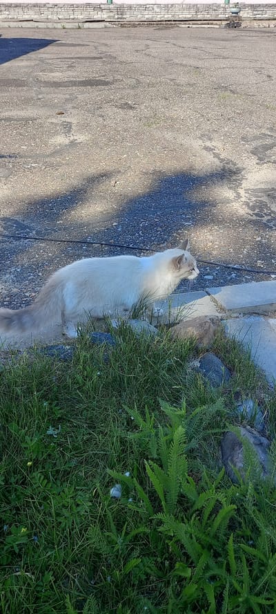 A long-haired, cream-colored cat with darker points on its tail and ears is walking next to a patch of green grass. The cat is in profile, facing right. It is on a paved surface, possibly a sidewalk or alley, with shadows cast from an unseen object. The background shows a low brick wall. The scene is outdoors, with natural lighting. The location is unspecified, but the image is presented in the context of Andzhero-Sudzhensk, Russia.