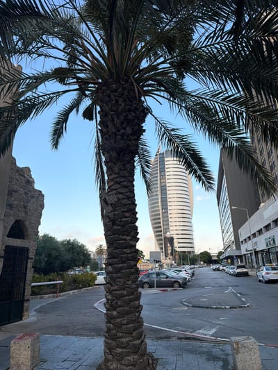 This image captures a street scene in Haifa, Israel, under a clear blue sky, likely during the daytime. The foreground is dominated by the textured trunk and fronds of a large palm tree, its leaves obscuring parts of the background. Beyond the palm, modern architecture stands tall, with a striking, curved white building featuring horizontal lines prominently in the mid-ground. To the right, a wet asphalt street curves away, lined with parked cars and a sidewalk made of stone pavers. The street appears to have been recently rained on, judging by the sheen on the road.
Further back, a row of other vehicles is visible, suggesting a busy urban environment. A glimpse of greenery and trees can be seen between the buildings and the street. In the lower left, there is a hint of older, stone construction with a metal gate, providing a contrast to the modern buildings. No people are clearly visible in the frame. The overall impression is of a bright, urban setting with a mix of natural elements and contemporary design. There is some faint text visible on a green sign on a building in the upper left, but it is illegible.
