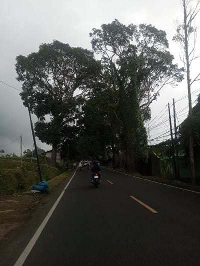 The image depicts a road scene in Kandapola, Sri Lanka, under an overcast, grey sky. A dark asphalt road, marked with a solid white line on the left edge and broken yellow center lines, extends into the distance. In the foreground-midground, a person wearing a blue jacket and blue jeans rides a dark motorcycle away from the viewer. Further along the road, additional motorcycles and a white car or van are visible in a line of traffic.
To the left of the road, an elevated grassy embankment slopes upward, where a dark utility pole with attached wires stands. A blue tarp or bundled object rests at the base of this pole. Beyond the embankment, distant green hills or fields and partially visible buildings recede under the grey sky.
To the right of the road, a dense line of large trees with dark green foliage forms a natural canopy. Some trees are heavily covered in vines. Two dark utility poles carrying multiple horizontal power lines are present. Behind these poles, a segment of a green wall or fence is visible.