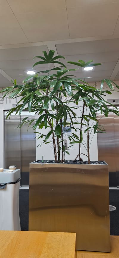 A large, multi-stemmed potted plant with dark brown stems and green, fan-shaped leaves is centrally positioned in a metallic rectangular planter. The planter is filled with dark grey pebbles. To the left of the planter, a white waste bin with a grey lid is visible, containing a black trash bag and several paper cups. Behind the plant and waste bin, two brushed metal elevator doors are present. Above the plant, a white ceiling with embedded circular lights is visible. In the foreground, a light brown wooden surface is partially visible. The scene appears to be indoors, likely in a public or corporate space, possibly a building lobby or waiting area. The lighting is artificial and even. There are no people in the image, and no discernable activity is taking place. The overall impression is one of clean, modern interior design. The image does not contain any information that would suggest a specific location in Zurich, Switzerland.