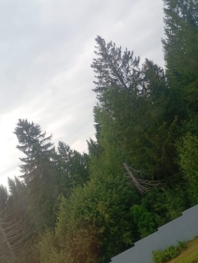 The image depicts a view of trees and the sky, with a gray corrugated fence in the foreground, likely situated in Varankiny, Russia. The sky is overcast, with a light gray hue, and faint clouds are visible. A flock of small birds appears to be flying in the upper right quadrant of the sky. A dense forest dominates the scene, with various evergreen trees of different heights and densities. Some trees are tall and slender, while others are broader and more mature. A dead tree with bare branches is visible in the middle ground, adding a stark contrast to the surrounding greenery. The fence runs diagonally across the bottom right of the image, separating the forest from what appears to be a grassy area. The overall impression is a natural, somewhat wild landscape, possibly on the outskirts of a settlement.