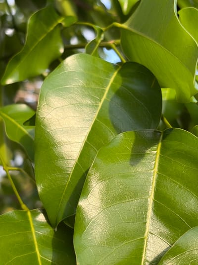 The image depicts a close-up of several glossy, green leaves. The leaves have prominent central veins and a network of smaller veins visible on their surfaces. They appear to be overlapping and densely packed together. The background is blurred, suggesting a natural outdoor environment, possibly a tree. The location is Guayana City, Venezuela, but the image doesn't contain enough visual information to confirm or deny this claim. There are no people or recognizable objects in the immediate view.