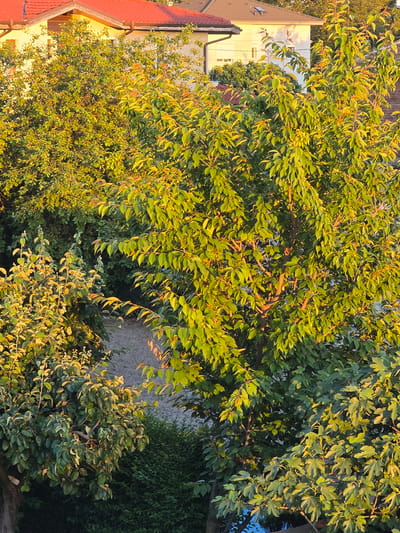 The image shows a dense cluster of trees and shrubs in Yagodovo, Bulgaria, illuminated by golden light. Visible behind the foliage are sections of residential buildings, including red-tiled roofs and light-colored walls. A blue, reflective surface, likely water, is partially visible to the right. The environment appears to be a residential area with mature landscaping.