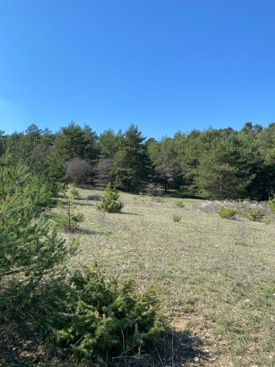 The image displays a natural landscape in Céreste-en-Luberon, France, under a clear, cloudless blue sky. The foreground and midground consist of a gently sloping terrain covered in sparse, dry light green and brown grass with visible patches of soil. Scattered across this area are numerous small, young evergreen plants, likely pine or fir saplings, varying in height and density. A denser, low-lying green bush occupies the immediate bottom-left foreground. The background is dominated by a dense forest line composed primarily of mature evergreen trees with dark green needles. Interspersed within the forest, particularly towards the center-left and mid-right, are a few deciduous trees with bare branches or minimal foliage. A cluster of white blossoms is discernible on a bush within the forest line on the right side. No human subjects, animals, or man-made objects are present. The scene is illuminated by direct sunlight, casting subtle shadows.