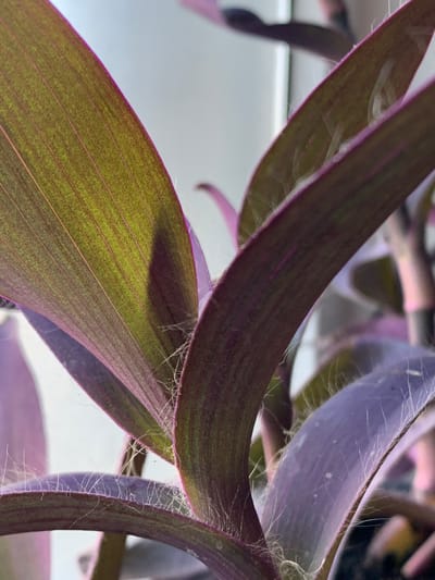 This is a close-up, macro photograph of the leaves and stems of a plant, likely a Tradescantia zebrina, commonly known as a wandering dude or inch plant. The plant has long, succulent leaves that display a gradient of color, ranging from deep purple on the undersides and edges to a muted green with prominent darker purple veins on the upper surfaces. Fine, silvery-white hairs are visible along the stems and the edges of the leaves, creating a fuzzy texture. The lighting suggests it is daytime, possibly indoors with natural light from a window, as indicated by the soft, diffused background which appears to be a neutral wall or sky. There are no people, text, or specific identifiable objects or locations within the frame beyond the plant itself. The image focuses on the intricate details of the plant's structure, highlighting its textures and vibrant colors.