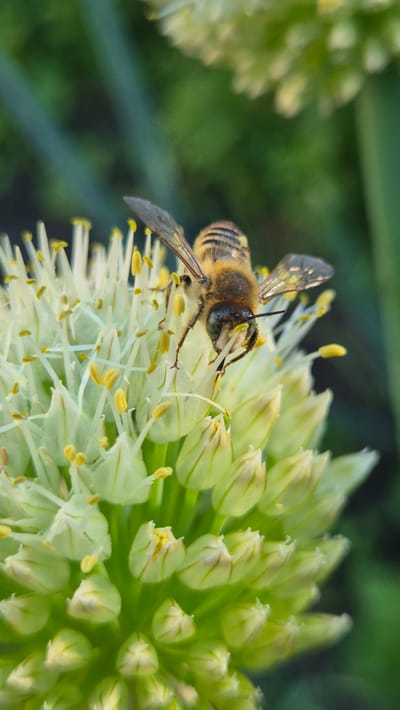 A close-up, vertical shot captures a bee on a cluster of pale green flowers. The bee, positioned centrally on the bloom, has black and yellow stripes on its abdomen and translucent wings. It is actively engaged with the flower, its head angled downwards as if collecting nectar or pollen. The flowers are small and star-shaped, with thin white petals and yellow stamen. The background is a soft blur of green, suggesting foliage. The scene appears to be outdoors, likely in a garden or natural setting. No specific location in Bulatovo, Russia is discernible from the image itself.