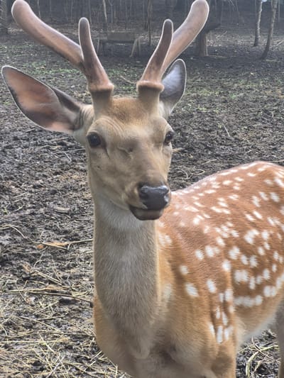 A close-up, eye-level outdoor shot shows the head and upper body of a Sika deer in an enclosure. The deer has brown fur with white spots and is facing to the left of the frame. Its antlers are visible, with one pointing upwards and the other curved slightly forward. The background is a muddy ground with some dry grass and fallen leaves. In the far background, trees and a rustic wooden structure are visible. The image was taken in the city of Volzhskii, Russia.