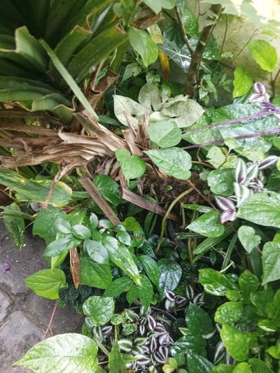 The image displays a dense cluster of tropical vegetation located in Khe Sanh Commune, Vietnam. The scene is characterized by various plant species, predominantly green, many of which exhibit visible water droplets on their leaf surfaces, indicating a moist or recently wet environment.
Essential details include:
- **Vegetation:** In the upper-left, large, broad, dark green leaves are prominent. Centrally, a considerable amount of dried, brown, fibrous plant matter, consistent with dead leaf sheaths or stalks, is present. Throughout the frame, a variety of live foliage is visible, including light green heart-shaped leaves, some leaves with pale green or white variegation, and distinctive purple and silver-striped leaves (consistent with *Tradescantia zebrina* varieties), particularly concentrated in the lower-right quadrant. Smaller, darker green, textured leaves are interspersed among the larger foliage.
- **Objects:** Several segments of cut, dark brown woody stalks or bamboo-like material are embedded horizontally within the plant mass.
- **Environment:** A small section of light-colored paving stones or brickwork is visible in the bottom-left corner of the frame, bordering the plant growth. An indistinct, light-toned background, possibly a wall or structure, is partially visible through the dense foliage in the upper-right.
- **People/Actions/Interactions:** No people are present, and no active actions or interactions are depicted; the scene is static.