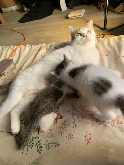 A mother cat with white and gray markings, and bright yellow eyes, lies on a patterned blanket. Two kittens, one primarily white with gray patches, and another with a gray and white striped tail and back, are nursing from the mother. The background shows a wooden floor with a black cloth, a rolled-up bundle, and an orange and yellow electrical cord. The scene appears to be indoors, likely in a domestic setting. There is no indication of the location being Tanjungsepreh, Indonesia.