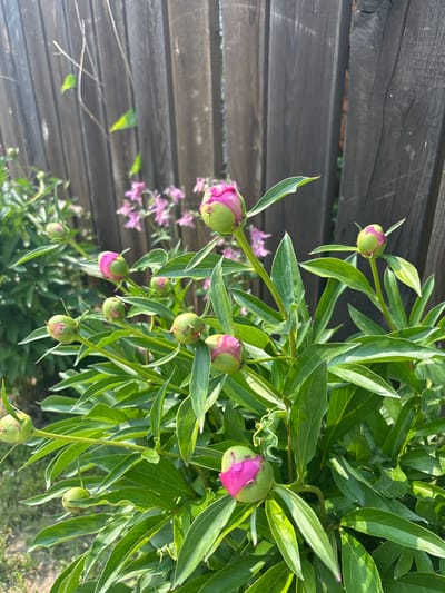 The image shows a close-up of several peony buds, some of which are beginning to open with pink petals peeking through the green sepals. The peonies are in a garden setting, with lush green foliage surrounding the buds. In the background, a weathered wooden fence is visible, with some faint pink flowers growing behind the peonies. The lighting suggests it is a sunny day. The location is identified as Tartat, Russia. There are no people or animals in the image, and no actions or interactions are depicted. The scene is static and focuses on the natural elements of the garden.