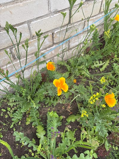 This is a close-up, eye-level, outdoor, natural light photograph of an overgrown garden bed in front of a light-colored brick wall. The focus is on a variety of plants, including several vibrant orange California poppies, smaller yellow wildflowers, and various green leafy plants. Some of the plants are tall and slender with developing buds, while others have broader, serrated leaves. A thin blue string runs horizontally across the middle of the image, potentially acting as a support for the plants. The ground is dark, rich soil, with some small pebbles and other small plants interspersed. The overall impression is one of a natural, slightly unkempt garden in an urban setting, likely in the Відзаўскі сельскі Савет, Belarus, given the context. There are no people or animals visible in the frame.
