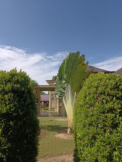 The image depicts a sunny outdoor scene with a clear blue sky dotted with fluffy white clouds. In the foreground, two large, manicured green bushes flank a grassy pathway. To the right of the pathway, a distinctive traveler's palm tree with large, fan-shaped leaves stands tall. In the background, a light-colored structure with pillars and a tiled roof is visible, suggesting a building or pavilion. The overall setting appears to be a well-maintained garden or yard. The location is specified as Mesjid Reuntoh, Indonesia.