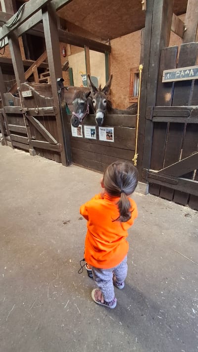 A young child wearing an orange shirt and patterned pants stands in an indoor enclosure, facing away from the camera. The child is looking up at two donkeys peering over a wooden fence. The donkeys have halters on and are positioned in stalls within a wooden barn structure. The environment appears to be an animal sanctuary or farm, likely located at the Peterhof animal park in Peterhof, Russia, given the context of the image. The ground is concrete and the walls and ceiling are made of wood. There are signs on the wooden fence with Russian text and images.