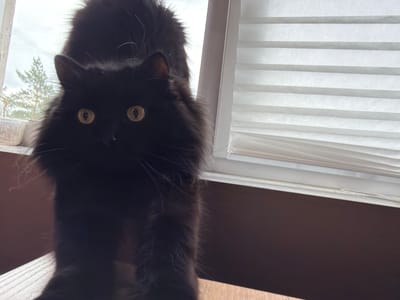 A long-haired black cat is stretching upwards in front of a window with horizontal blinds. The cat's body is elongated, and its tail is held high. The background shows a window with trees visible outside and the blinds. The lighting suggests it is daytime. The cat is positioned on a wooden surface, possibly a table or windowsill. The overall scene appears to be indoors, in a residential setting. The exact location within Ust-Ilimsk, Russia, is not discernible from the image itself.