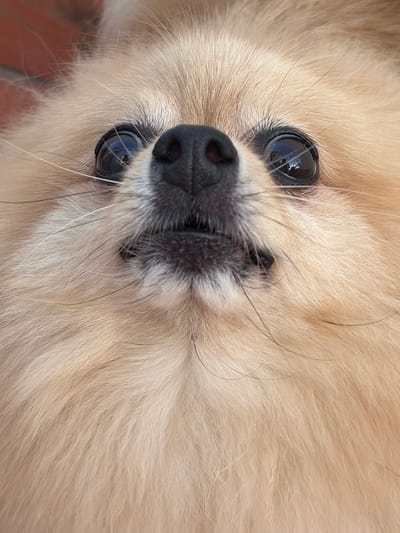 The image is a close-up shot of a Pomeranian dog's face, taken from a low angle, looking upwards. The dog has light brown fur, dark eyes that reflect light, and a black nose. Its mouth is slightly open, revealing its teeth. The background is blurred, but appears to be a reddish-brown surface, possibly a brick wall or a textured outdoor surface. There are no visible elements that suggest a specific location within Torrevieja, Spain, or any urban environment. The focus is entirely on the dog's facial features.