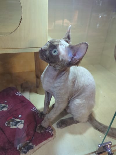 A grey, short-haired cat with large ears and prominent eyes sits on a wooden floor next to a red blanket adorned with white and black cartoon characters. The cat is facing to its left, looking upwards. The background consists of a light wood structure with a circular opening and a glass enclosure. The scene is indoors, possibly in a domestic setting or a pet shop. There are no people visible in the image. The lighting is diffused. The overall impression is of a young cat exploring its environment. The image does not provide any specific information about the city of Xishan District, China.