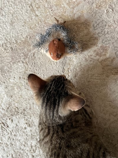 A tabby cat is looking at a stuffed toy resembling a small animal on a textured beige carpet. The cat's head and upper body are visible in the foreground, with its ears perked and eyes focused on the toy. The toy, which appears to be a mouse or squirrel, is positioned further up in the frame. The lighting suggests an indoor setting, likely during the day.