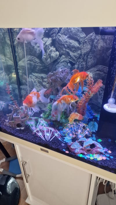The image depicts an aquarium filled with several goldfish swimming amongst artificial decorations. The subjects are predominantly the fish, which vary in color from bright orange and white to a pale pinkish-white. The decorations include a grey, rocky background, brightly colored artificial coral and anemone-like structures in shades of blue, orange, and pink, and a small, brown, castle-like ornament at the bottom. Some of the decorations are illuminated, giving off a neon glow. The water appears clear.

The setting is an indoor environment, likely a home, as suggested by the presence of a white cabinet with a metal handle to the right of the aquarium. The aquarium itself is framed by a light-colored casing, suggesting it's a self-contained unit. The overall mood is peaceful, focusing on the natural beauty of the fish within their manufactured habitat. There is no indication of the time of day or weather.

No people are visible in the image. There is some faint text on a metallic plate on the front of the aquarium casing, but it is too blurry to read. The location context provided is Stockholm, Sweden.