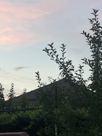 This is a vertical, medium-shot photograph taken outdoors, likely from a low angle looking upwards. The primary subjects are tree branches and leaves silhouetted against a pale, overcast sky. The sky exhibits soft pastel hues of pink and pale blue, suggesting either dawn or dusk. A faint, wispy cloud is visible in the upper left quadrant of the sky.

To the right, a large tree trunk is prominent, with dark, textured bark. Dense green foliage of the tree obscures much of the background. Overlapping the foliage and the sky is the dark, angled roof of a building, appearing to be made of asphalt shingles. A thin, dark pole, possibly part of a fence or support structure, runs vertically near the center of the image, partially obscured by leaves. The overall impression is one of natural elements framing a man-made structure.

The scene appears calm and quiet, with no visible activity or people. The lighting indicates a soft, diffused light, characteristic of twilight conditions. The location is specified as Qoyankus, Kazakhstan. No text is visible in the image.